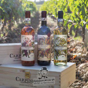Rượu vang Carpineto Dogajolo Sangiovese - Cabernet Sauvignon uống ngon bn3